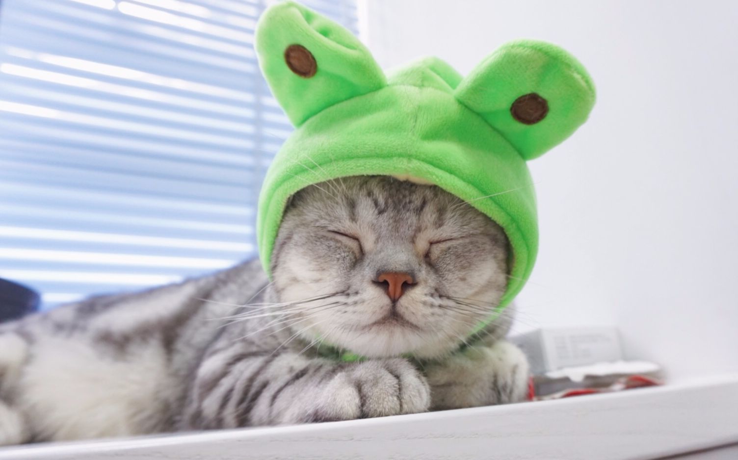 绿帽子猫咪表情包图片