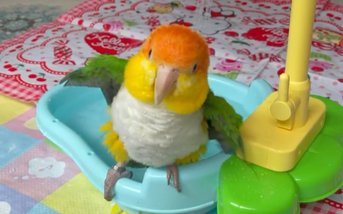 【金头凯克鹦鹉】儿童玩具yyds_哔哩哔哩_bilibili