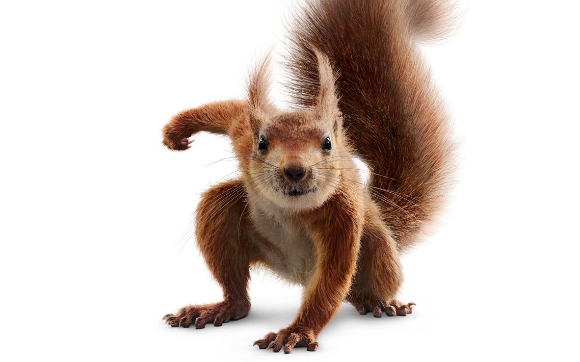 当松鼠变超级英雄!迪士尼《弗罗拉与松鼠侠》中字预告