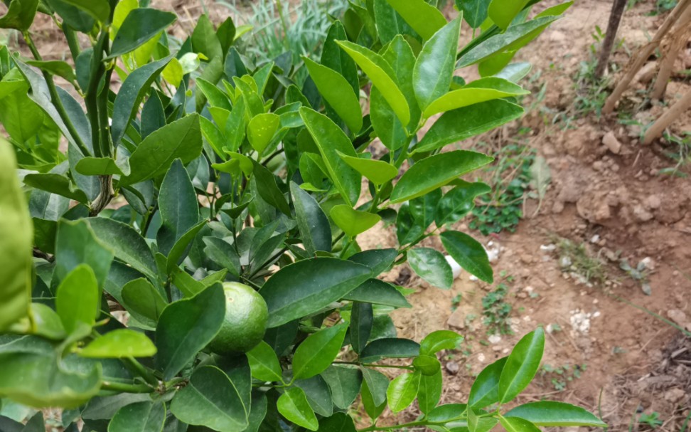 [图]萝卜青菜，各有所爱，喜欢什么，自己来