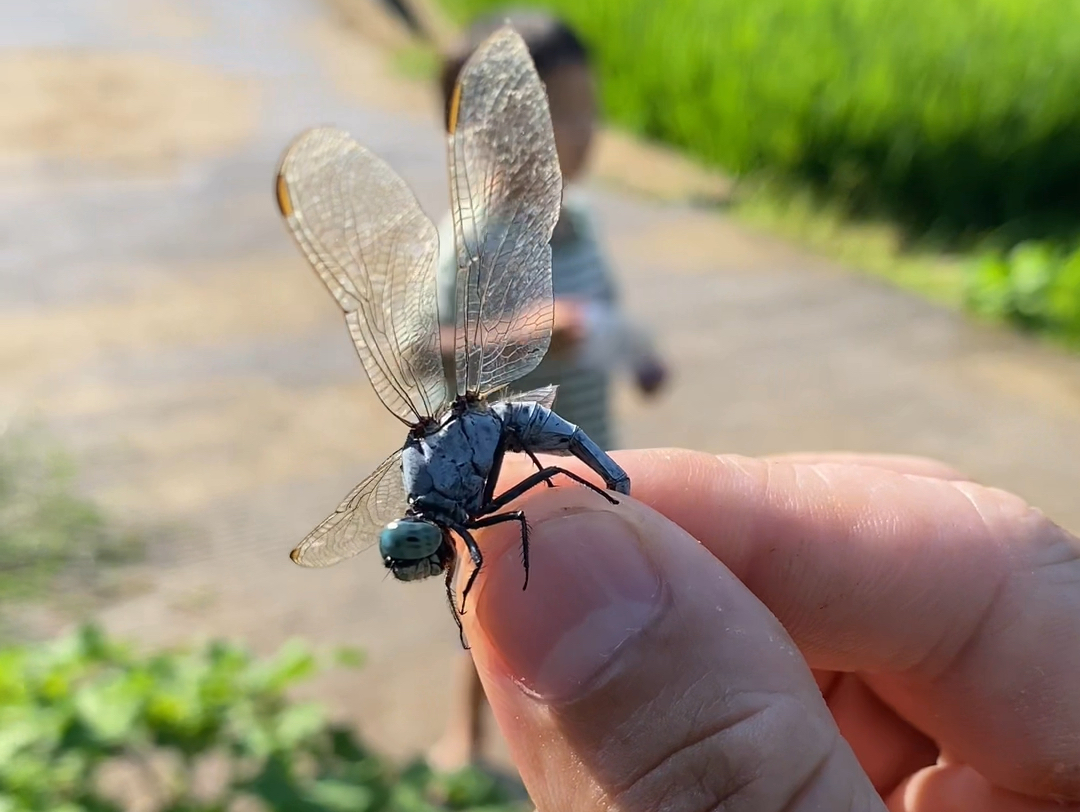 孩子回村生活记录,抓蜻蜓