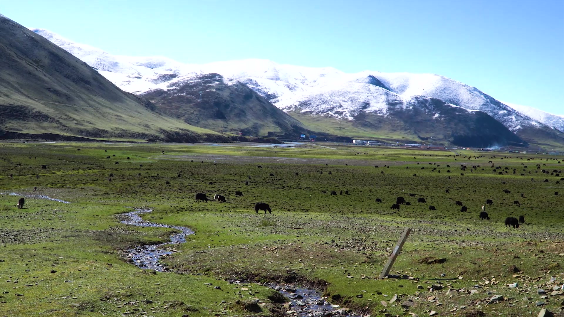 五月雪后的理塘县草原