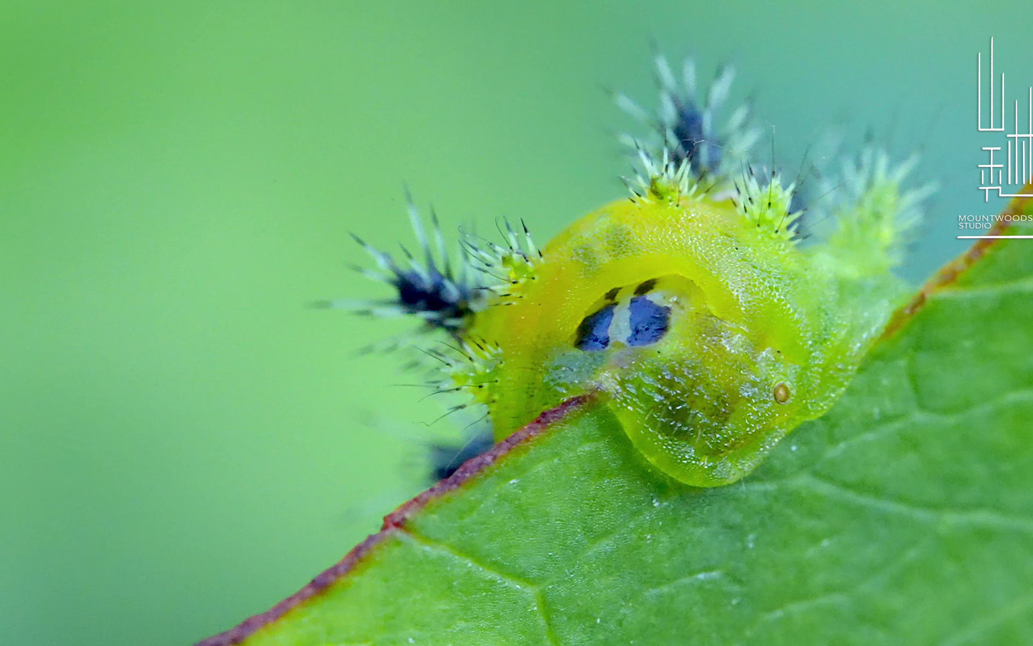刺蛾洋辣子_哔哩哔哩_bilibili