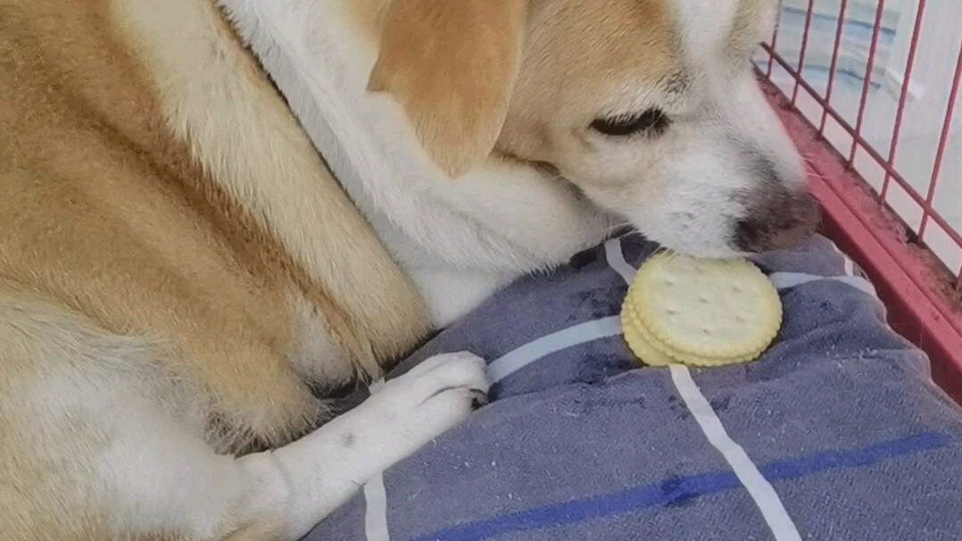 十四岁狗狗吃饼干独门绝技先软化再吃掉