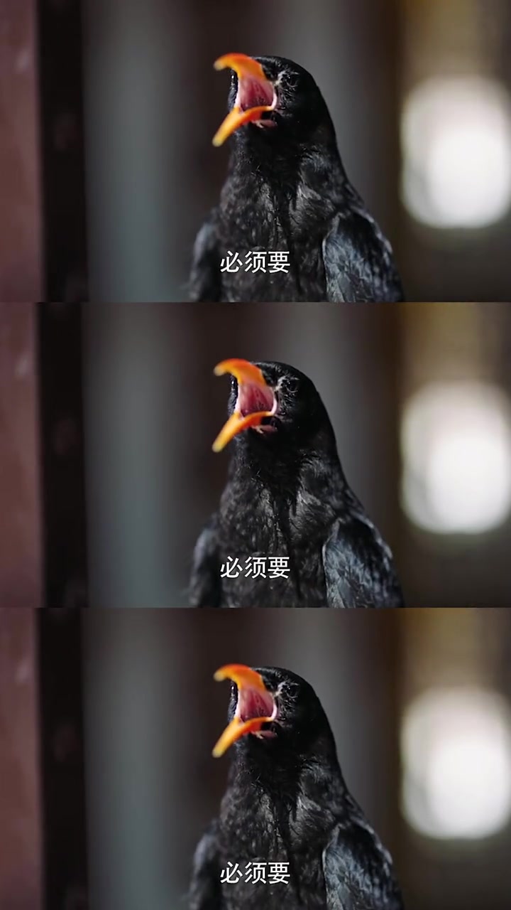 十三太保之纳兰树登场,要见此人必先喂黑龙