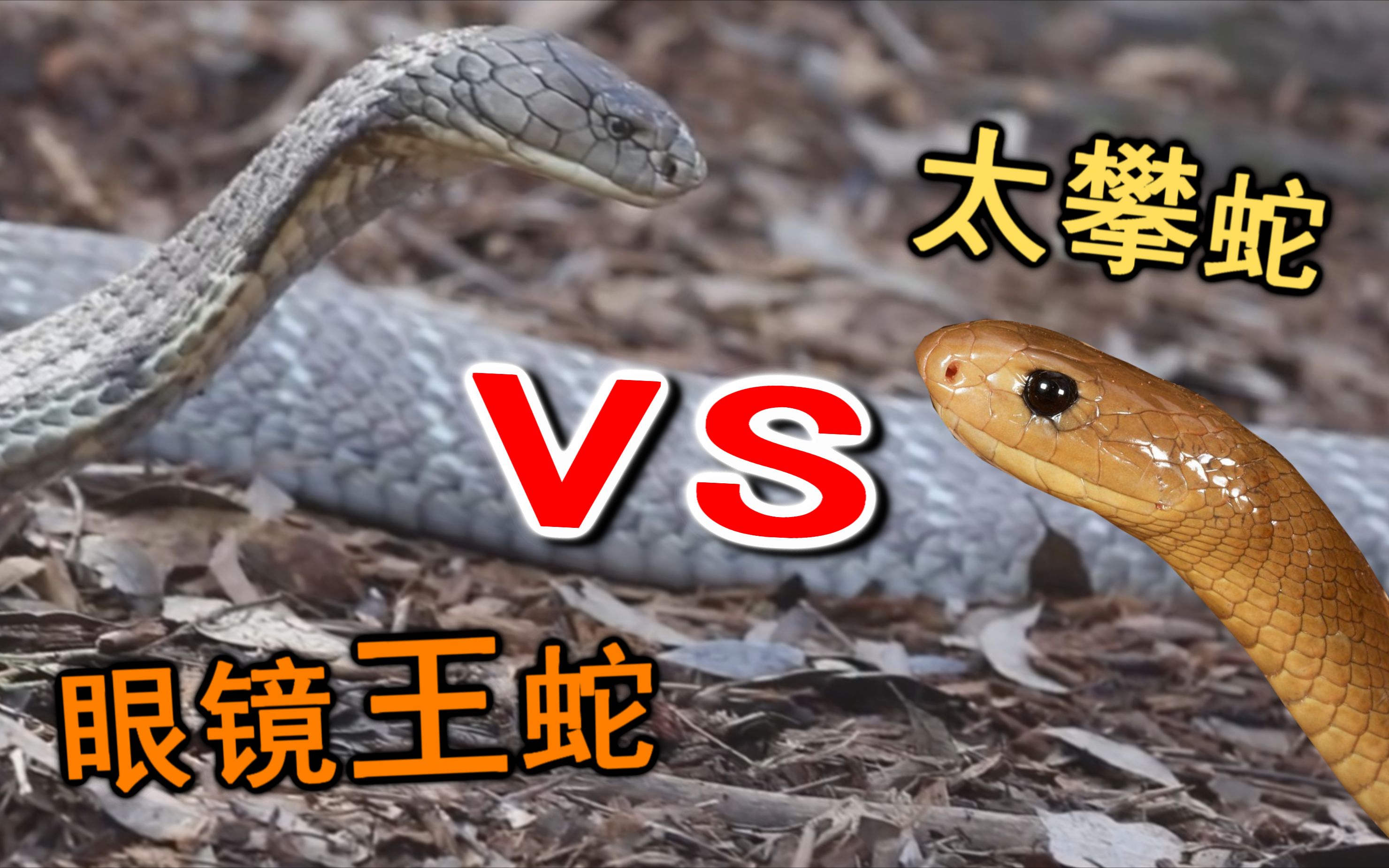 魔鬼蛇vs眼镜王蛇图片