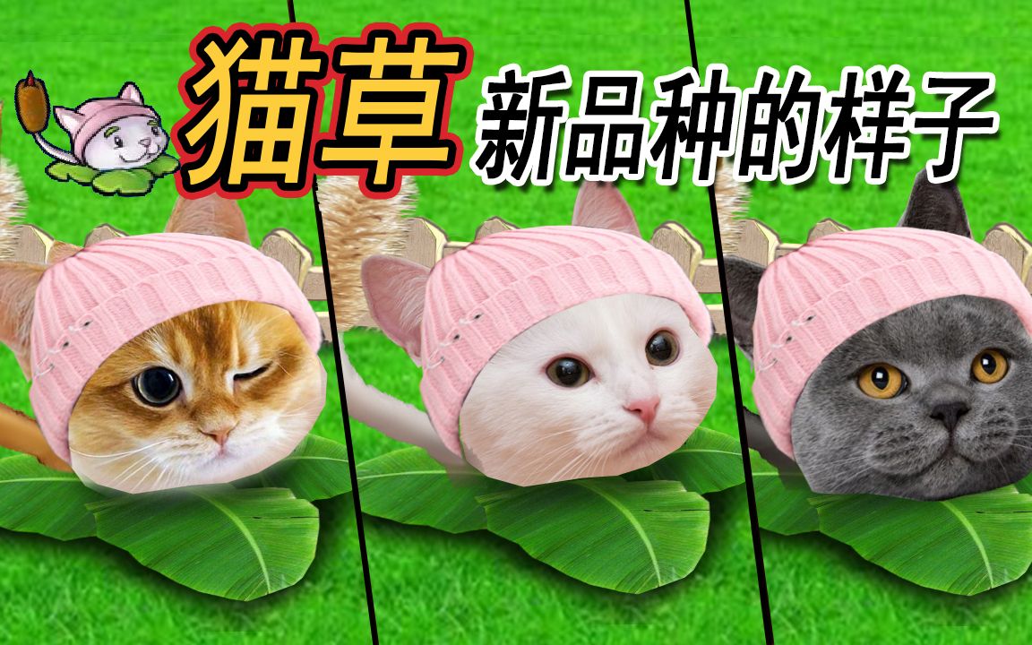 猫尾草不同品种的样子哔哩哔哩bilibili植物大战僵尸