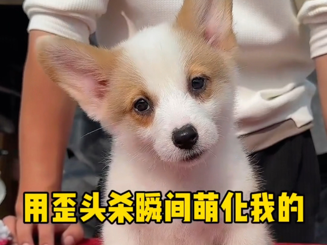 呆萌呆萌又会歪头杀的短腿小柯基,你喜欢吗?
