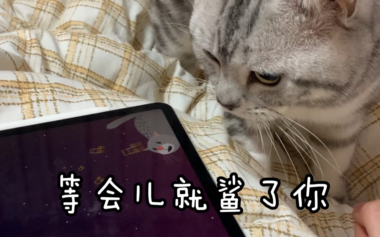 千万不要用猫猫app给猫猫放猫猫叫…哔哩哔哩bilibili