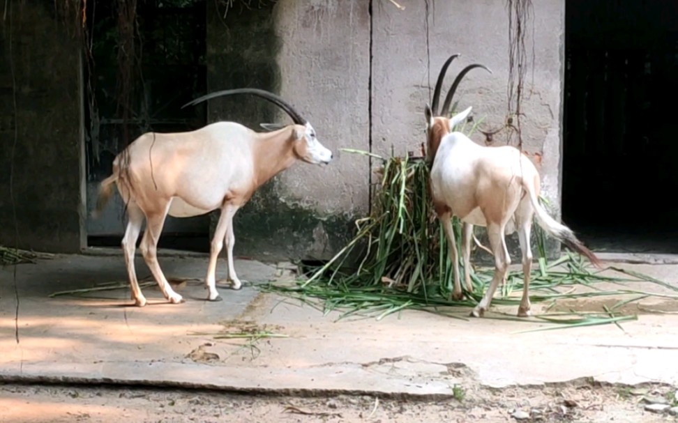 广州动物园的白长角羚