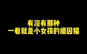 Download Video: 纯白异瞳缅因猫，有没有喜欢的朋友