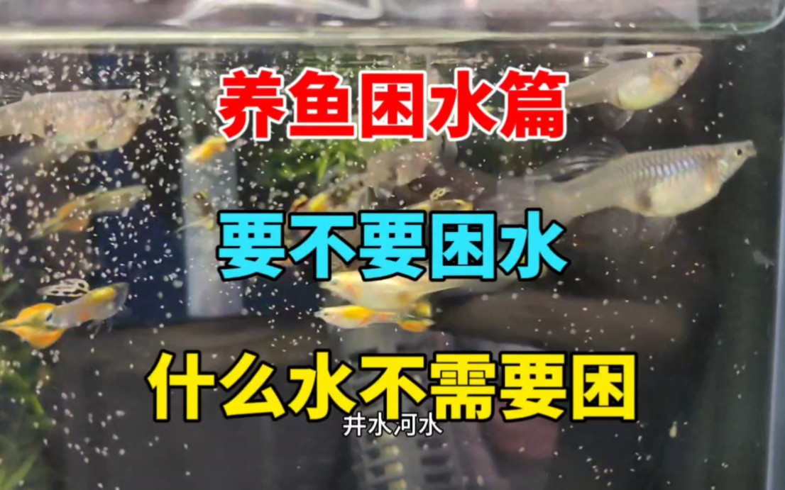 养鱼要不要困水,什么水不需要困,为什么要困水,一次讲清楚哔哩哔哩bilibili