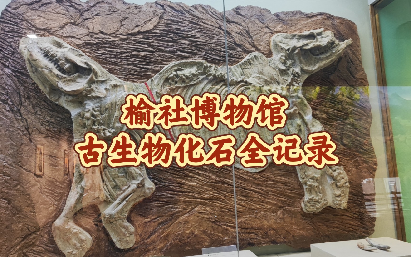 榆社古生物化石图片