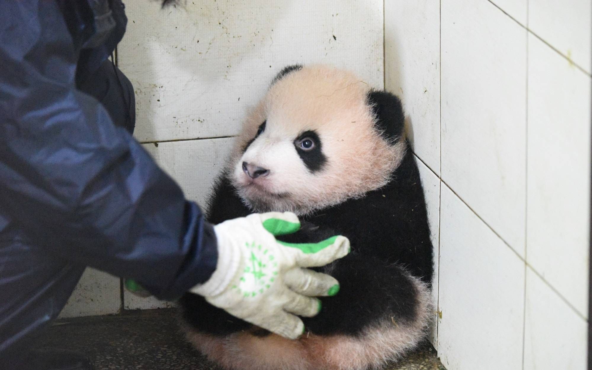 201801《大熊猫胖大海瑛华》瑛华:孩子呀,你再费,就给麻麻做枕头.