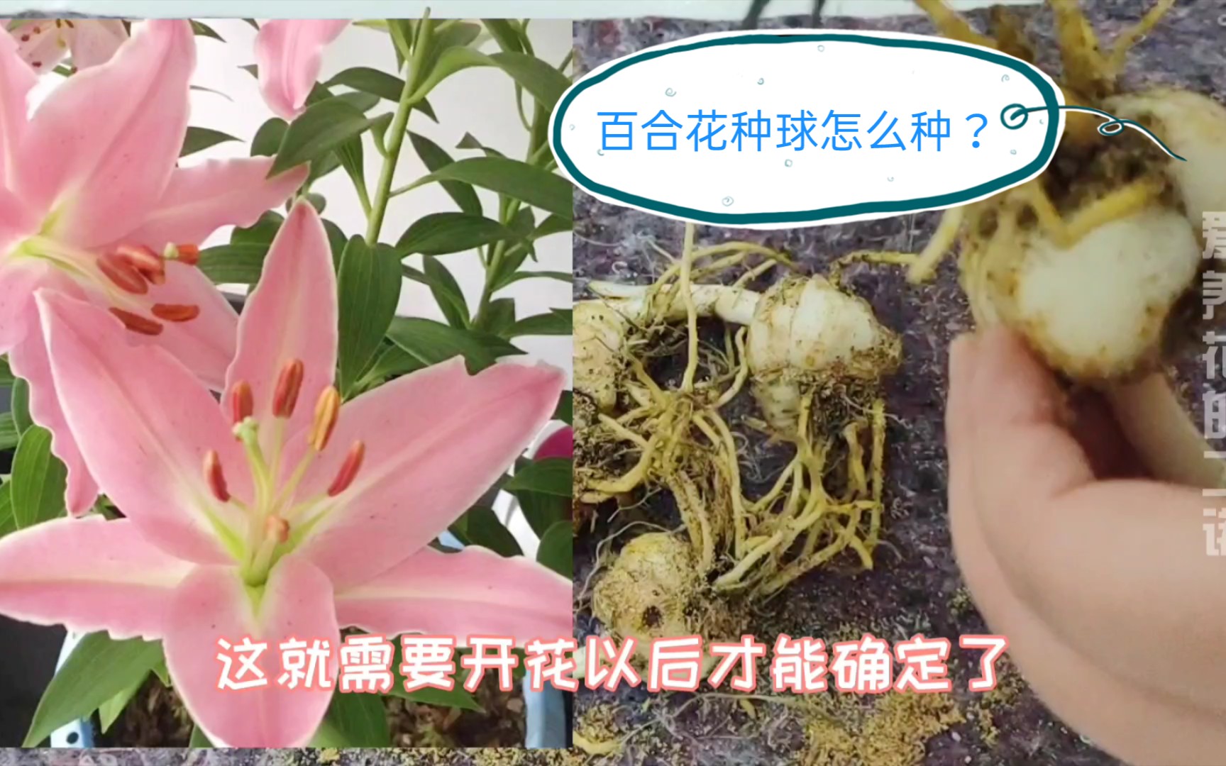 网购的百合花种球,该怎么种呢?