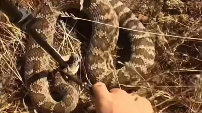 红色响尾蛇/-哔哩哔哩_bilibili