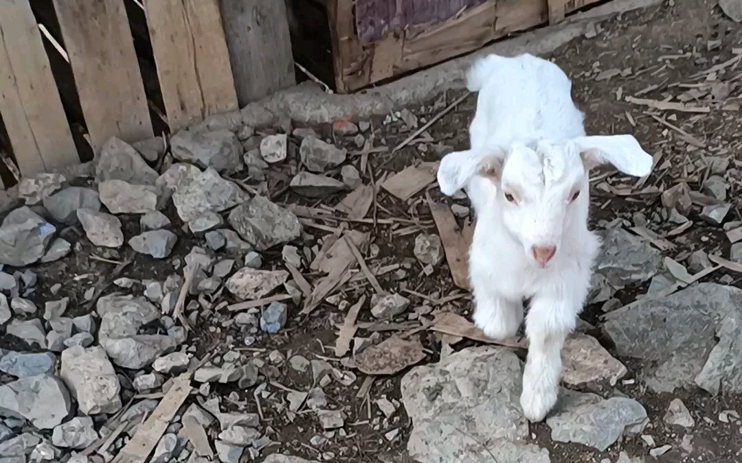 农村拜年之两只小羊和它们的妈妈