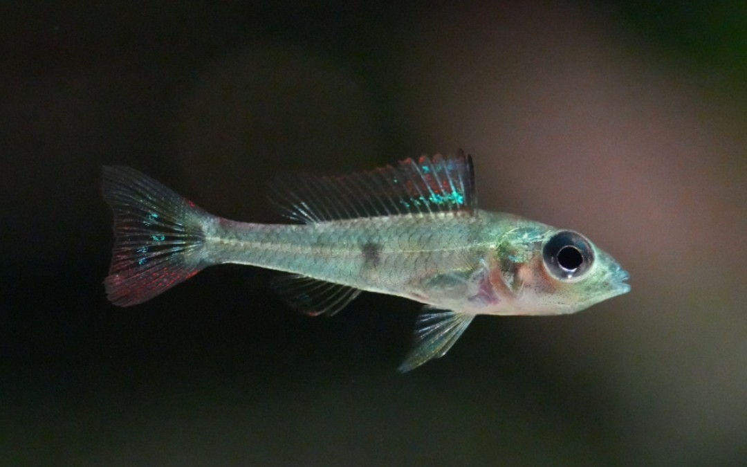 南美短鲷——绿宝石短鲷