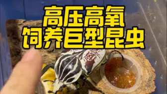 高压高氧饲养巨型甲虫，还原石炭纪生物。up已经进行了多轮的选育，有500只的对照组数据，期待一下吧。