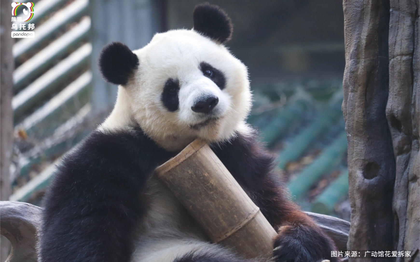 【大熊猫雅一】雅一的近距离纯享版大脸吃播,是营业时间超长的雅一呀