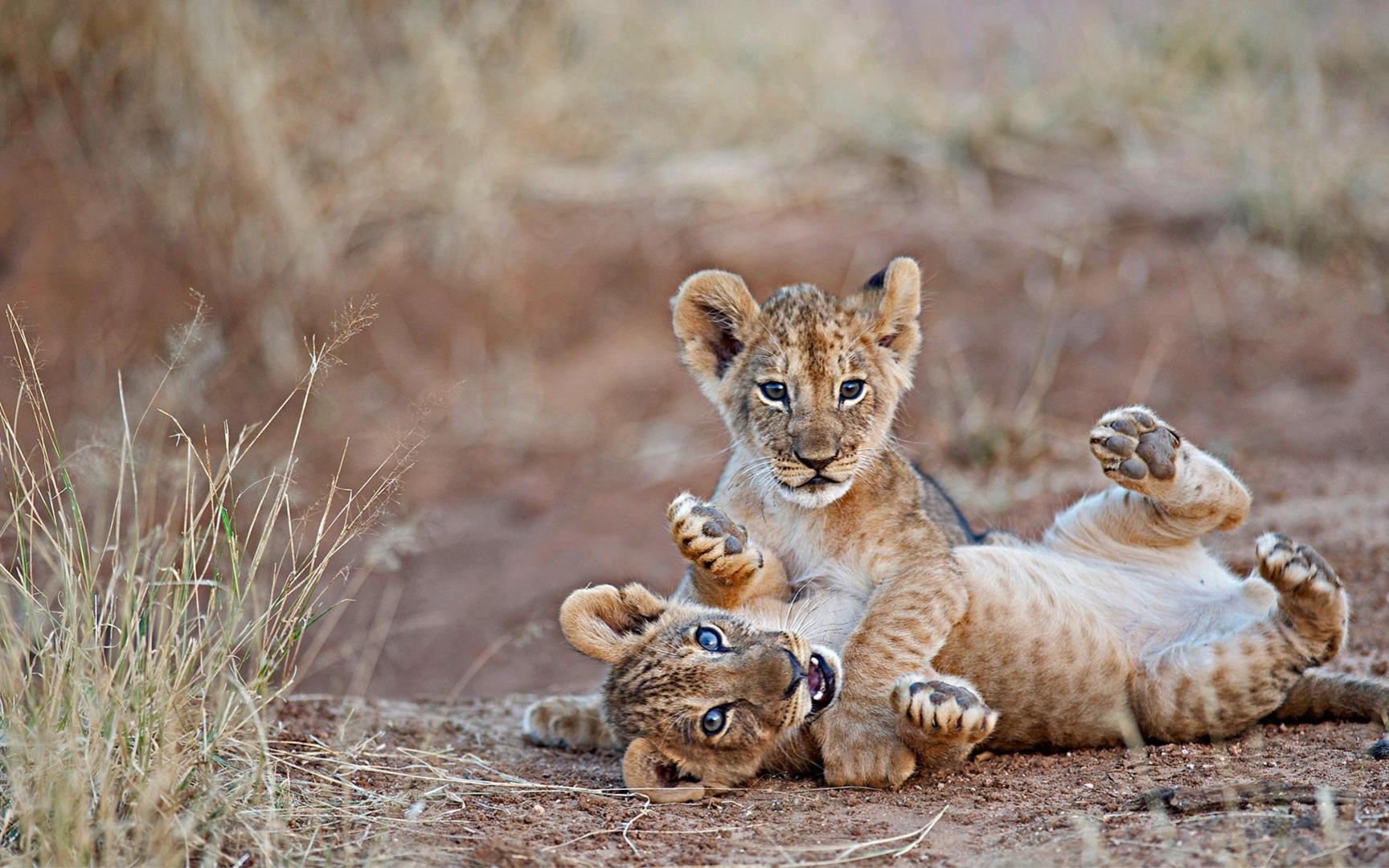 桑布鲁国家公园里摔跤的狮子幼崽,肯尼亚 (08 mark c