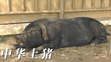 牛世界精猪 Angherr Shisspa (Revisited) | Koenjihyakkei 高円寺百景