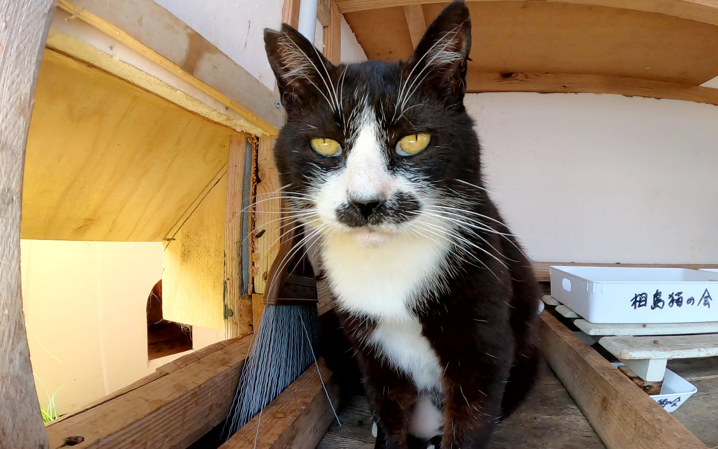 绅士胡须猫邀请人类到华丽的猫屋
