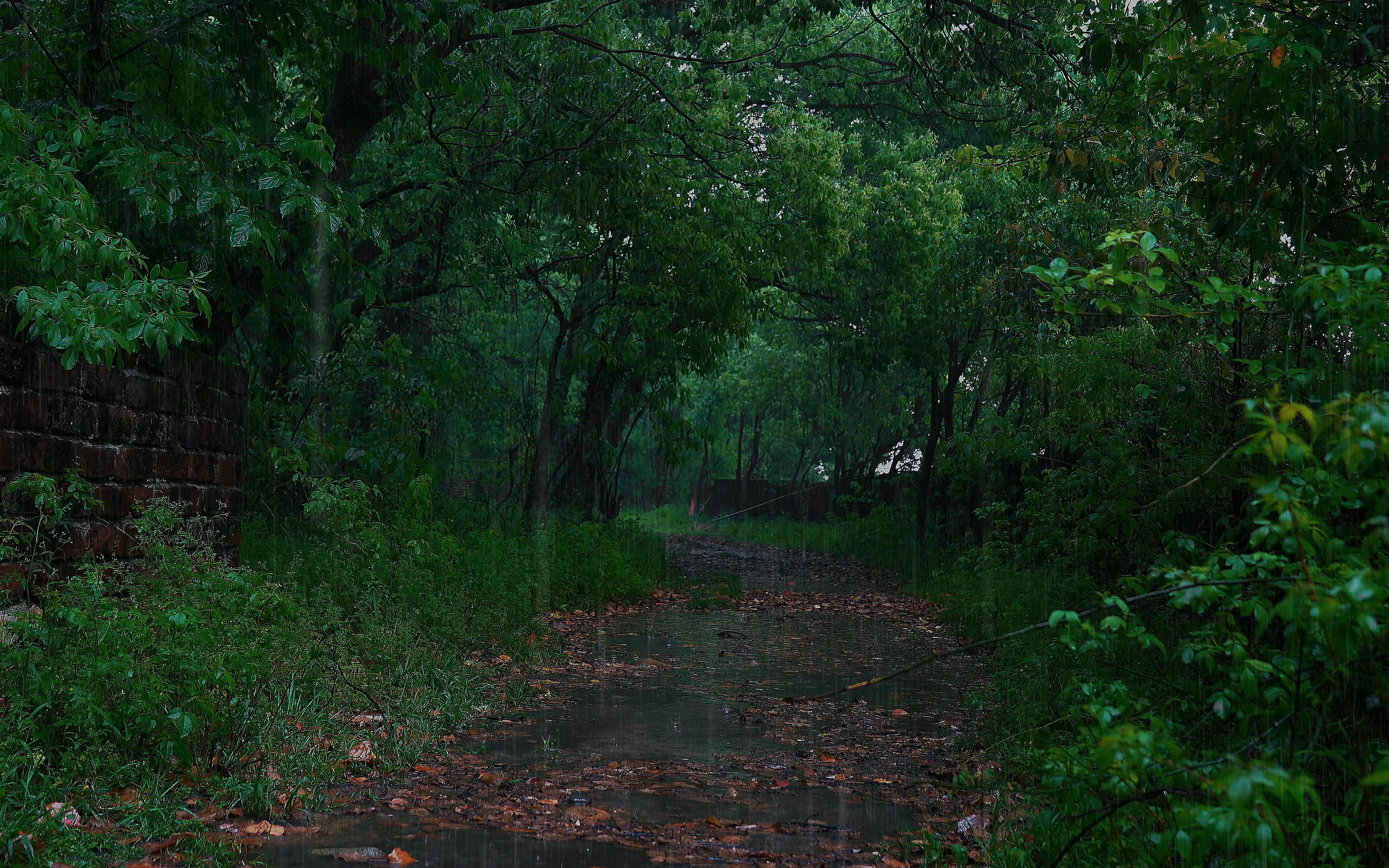 【白噪音 雨声】🎵聆听美丽树林里的雨声,自然雨音乐,bgm,睡眠音乐,雨声助睡眠,学习,冥想,环境音。雨声助睡眠,雨声asmr,失眠-自然音乐 ...