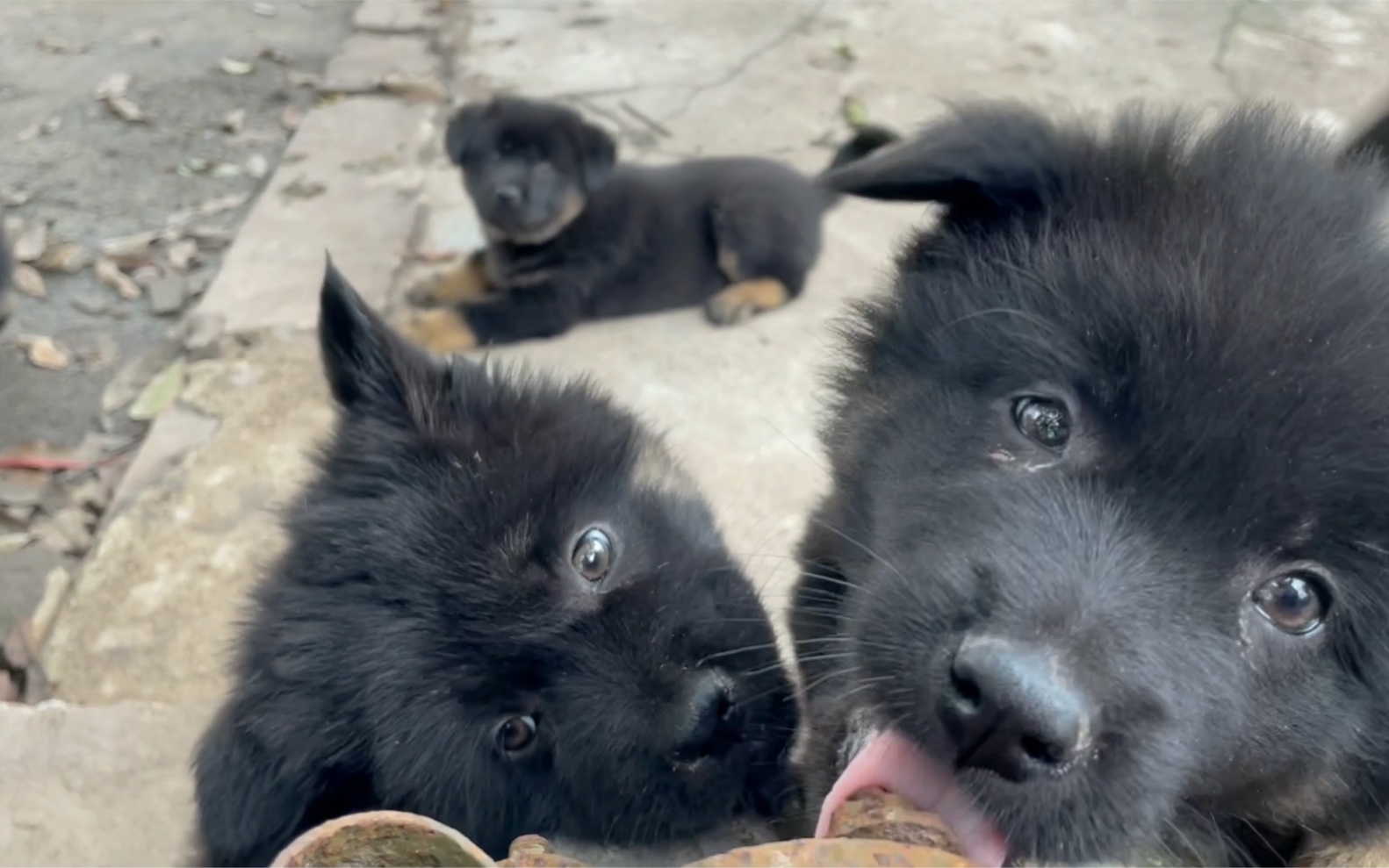 5条狗崽卖了500块,明天买家就来取货了,突然hao舍不得