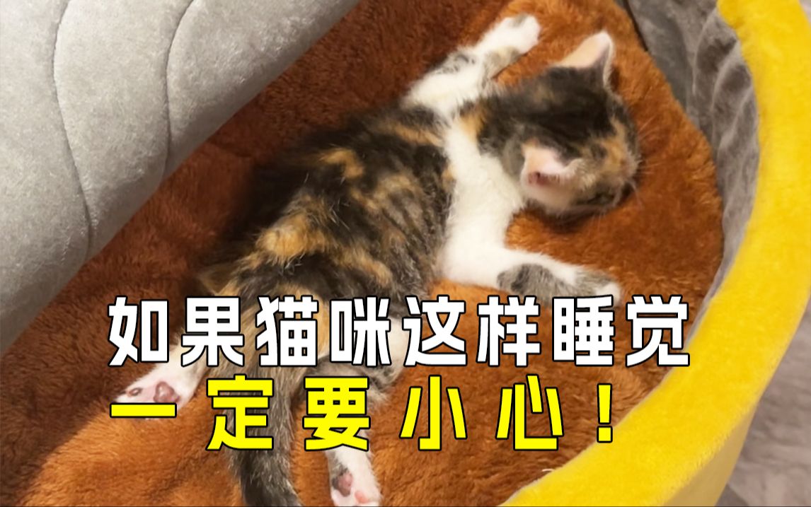 𐟐𑮐Š猫咪睡姿揭秘:它们睡姿背后的含义㊙️哔哩哔哩bilibili