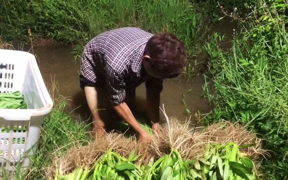 [图]【田园生活】努力付出才会有收获，一个菜农的生活