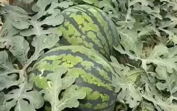 膨果期多喷点磷酸二氢钾能有效的提高瓜的糖度,哔哩哔哩bilibili