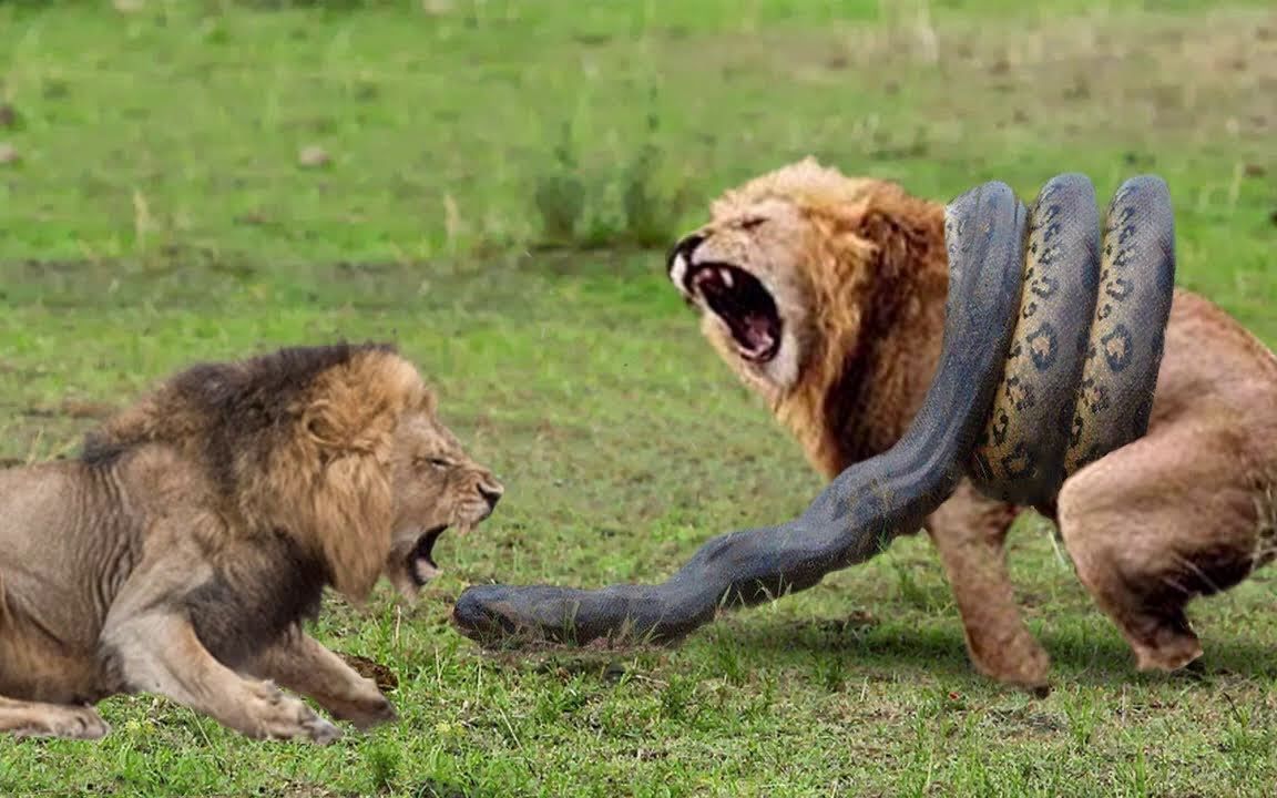 各种小动物遇见蟒蛇的不同反应,小狮子好英勇,其他的反应也绝