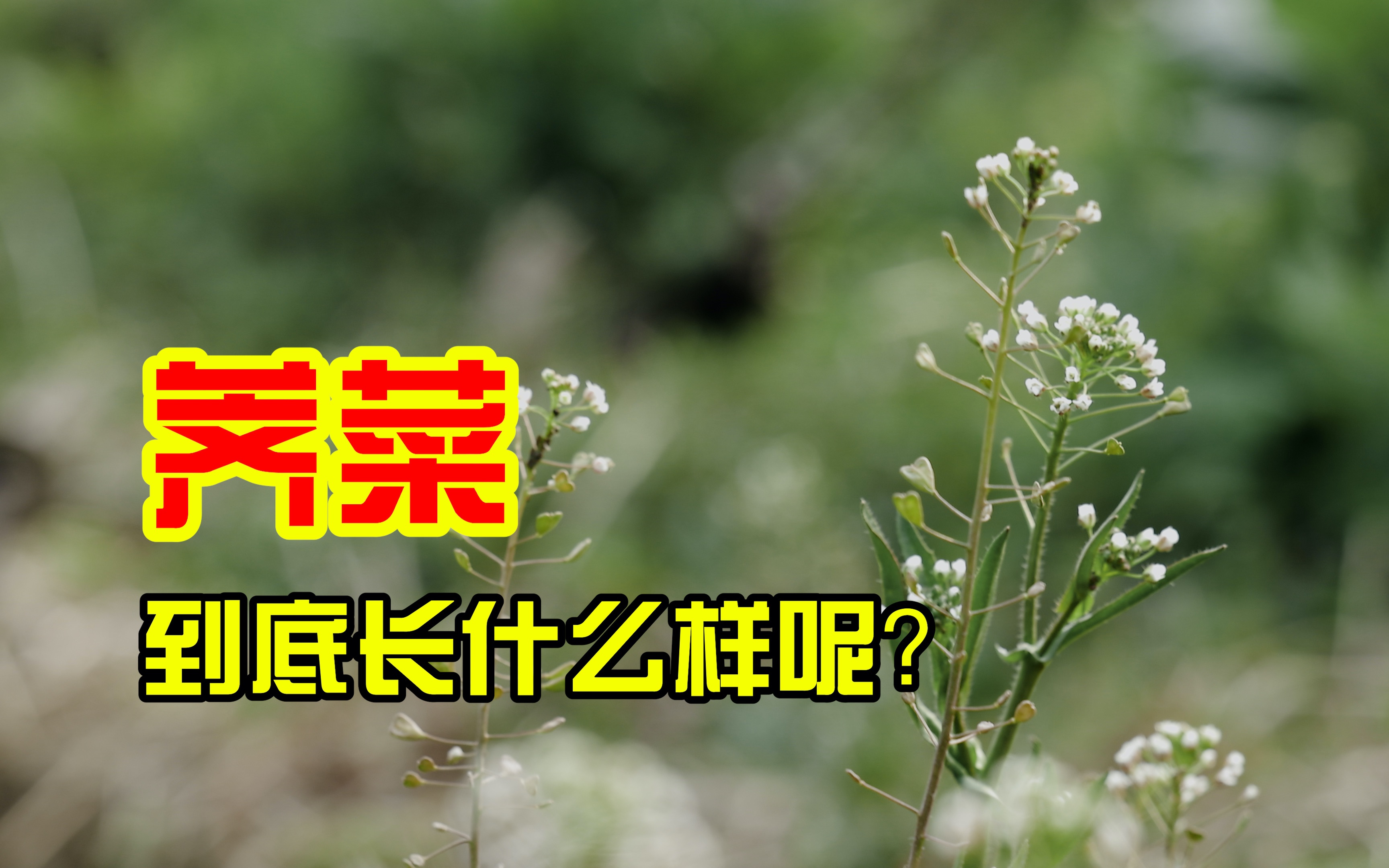 【知食分子】荠菜,它到底长什么样呢?哔哩哔哩bilibili