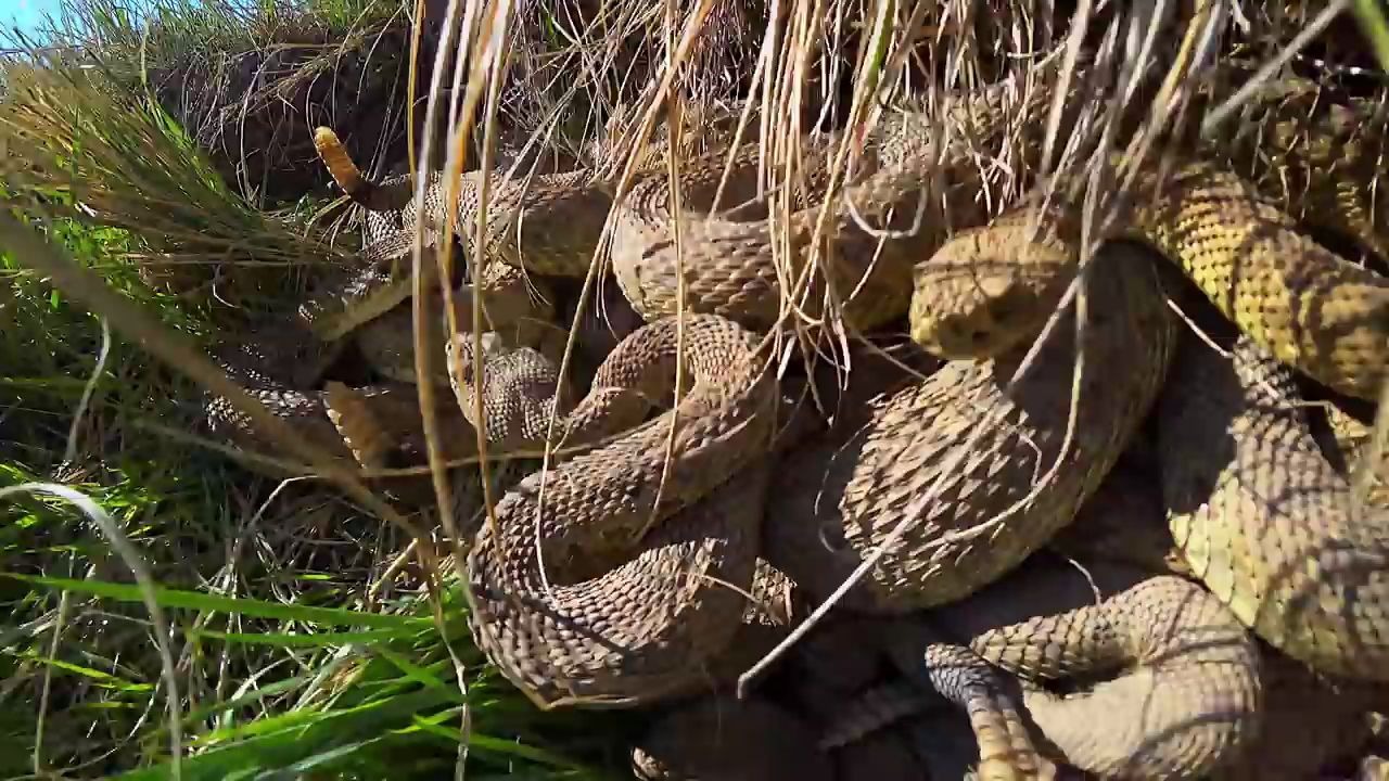 密集恐惧症的人慎入,响尾蛇窝