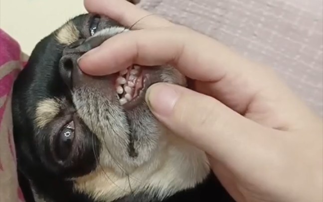 看看吉娃娃的牙