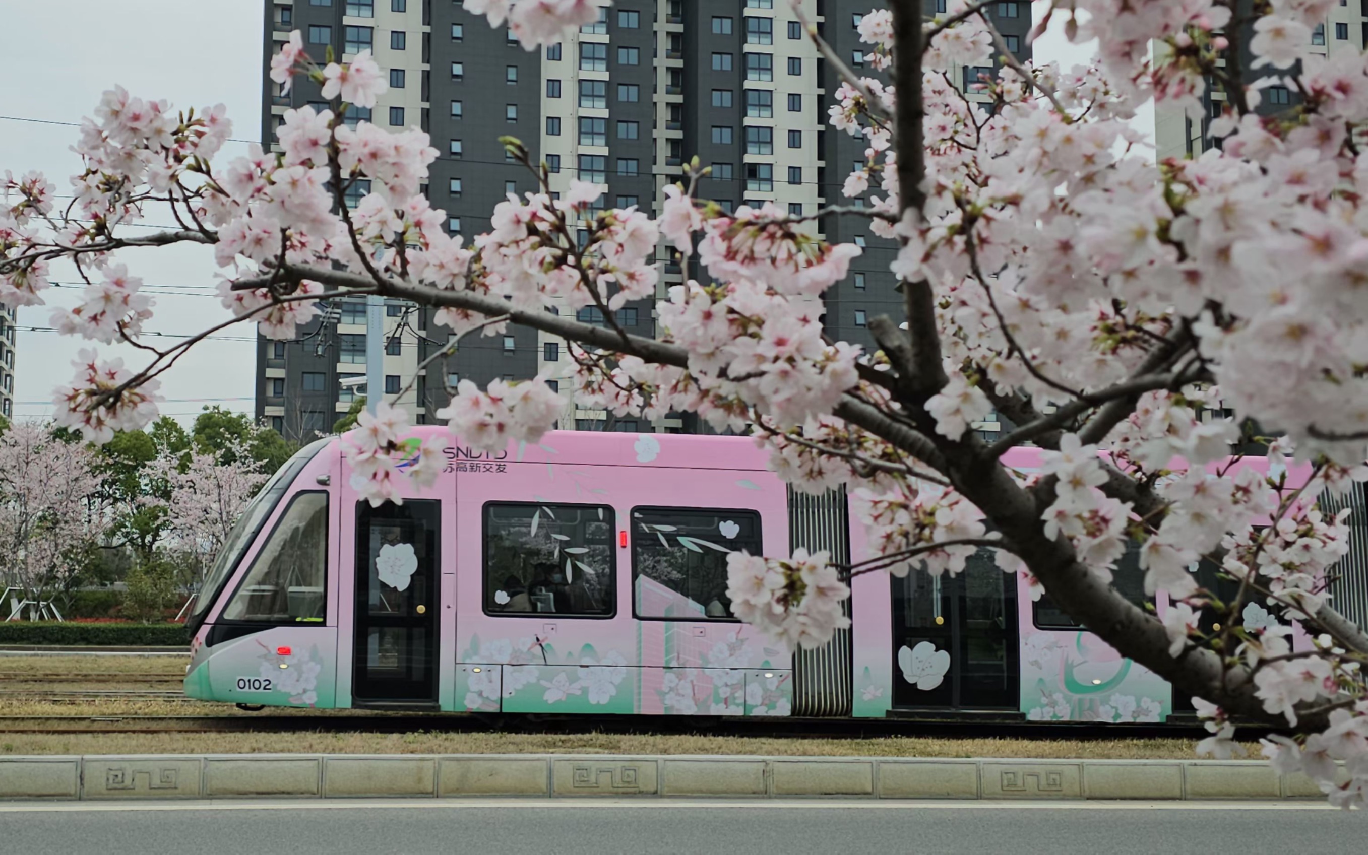 日本樱花电车壁纸图片