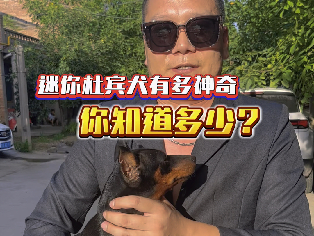 神奇的迷你杜宾犬,号称玩具犬之王,目前主流的伴侣犬,智力和对主人的忍耐度都非常强,对狗狗来说你就是它的全部#迷你宾莎犬 #不养狗不知道养狗的...