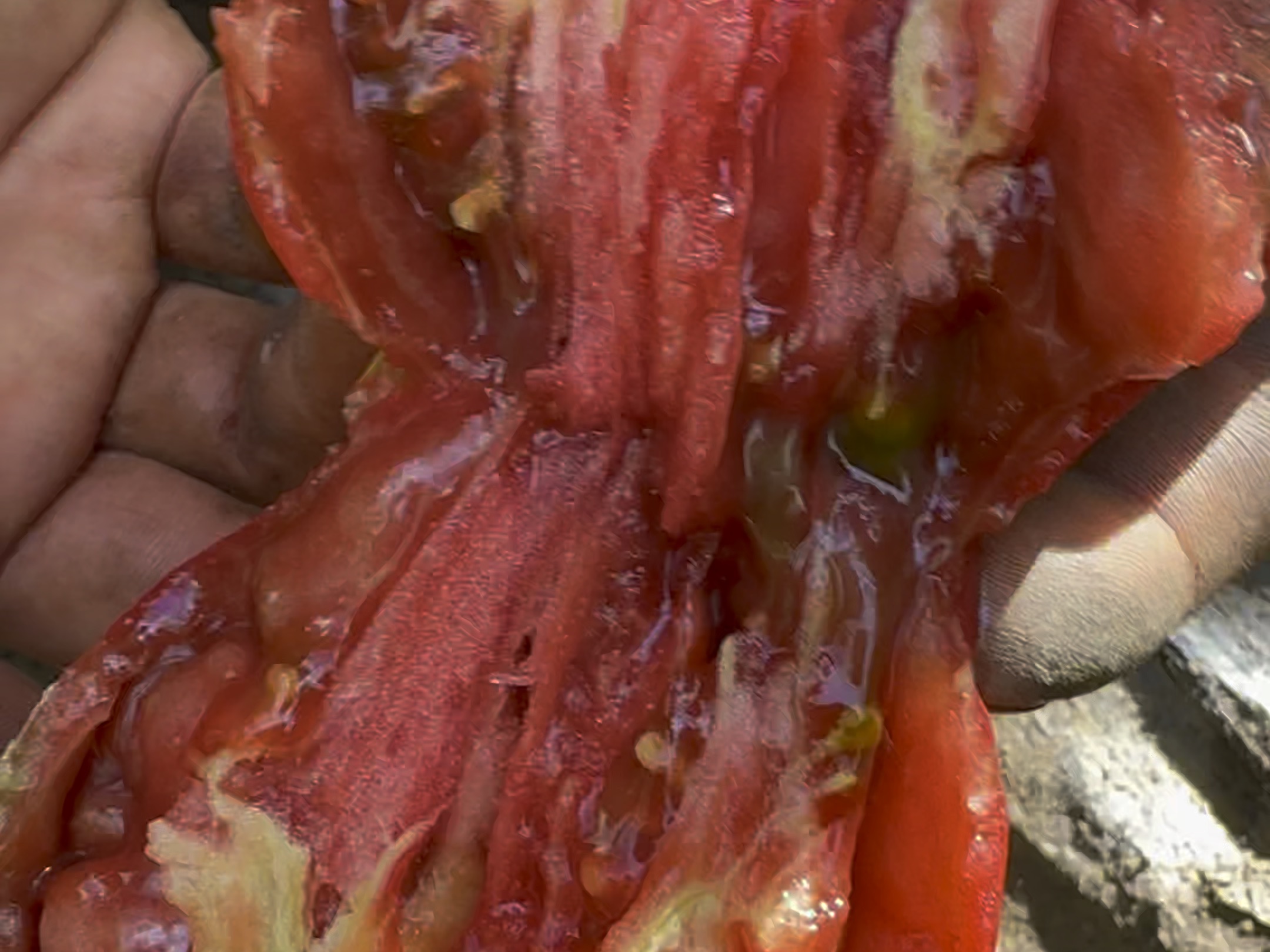 伯克利扎染心形牛心番茄