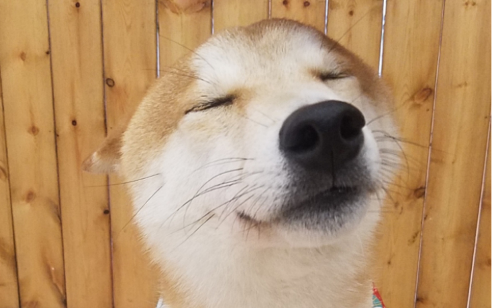 柴犬-日常rua柴(柴圆滚滚)第八弹