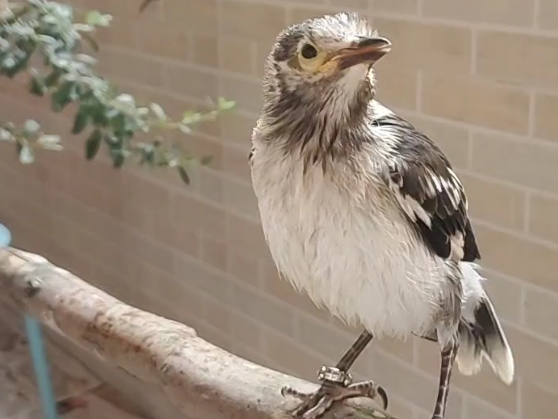 有只灰八哥真好啊,我的黑领椋鸟开始换毛了,洗澡真开心~香香的