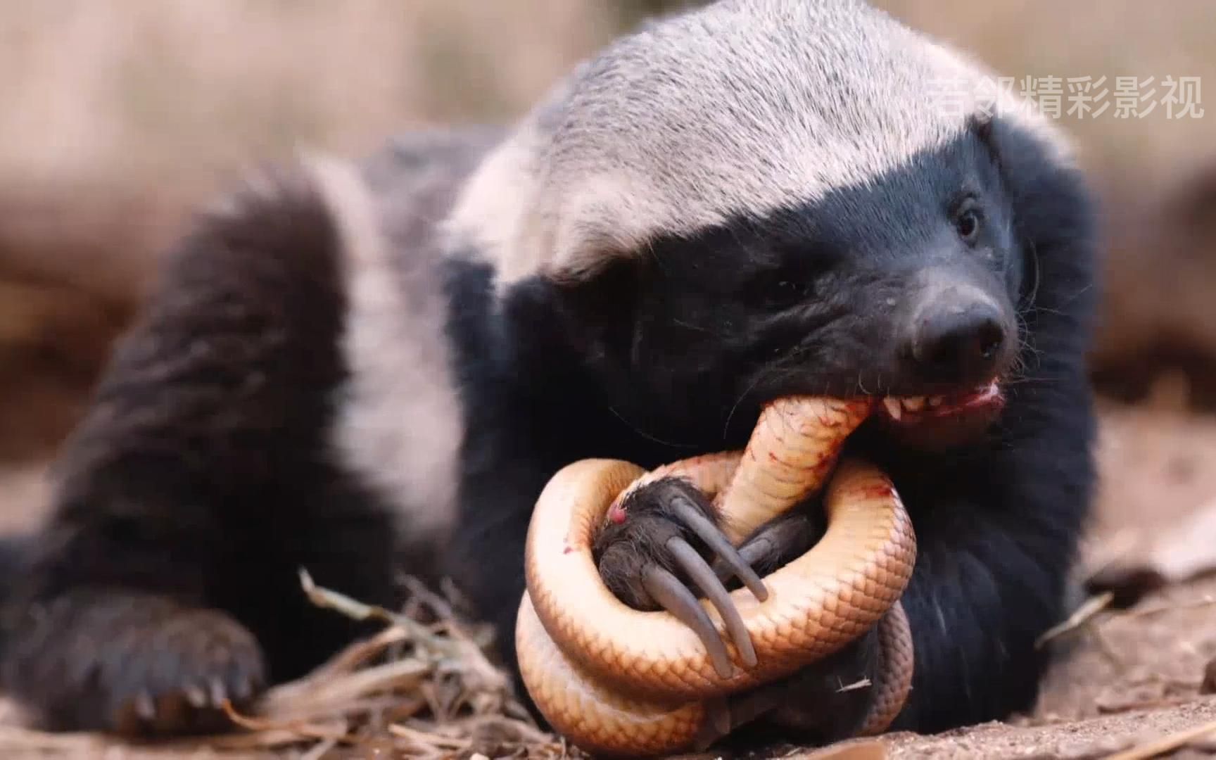 平头哥蜜獾吃大辣条,简直不要太享受