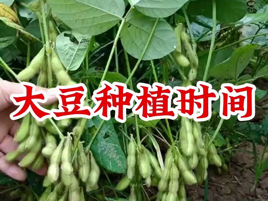 大豆种植时间你知道吗哔哩哔哩bilibili