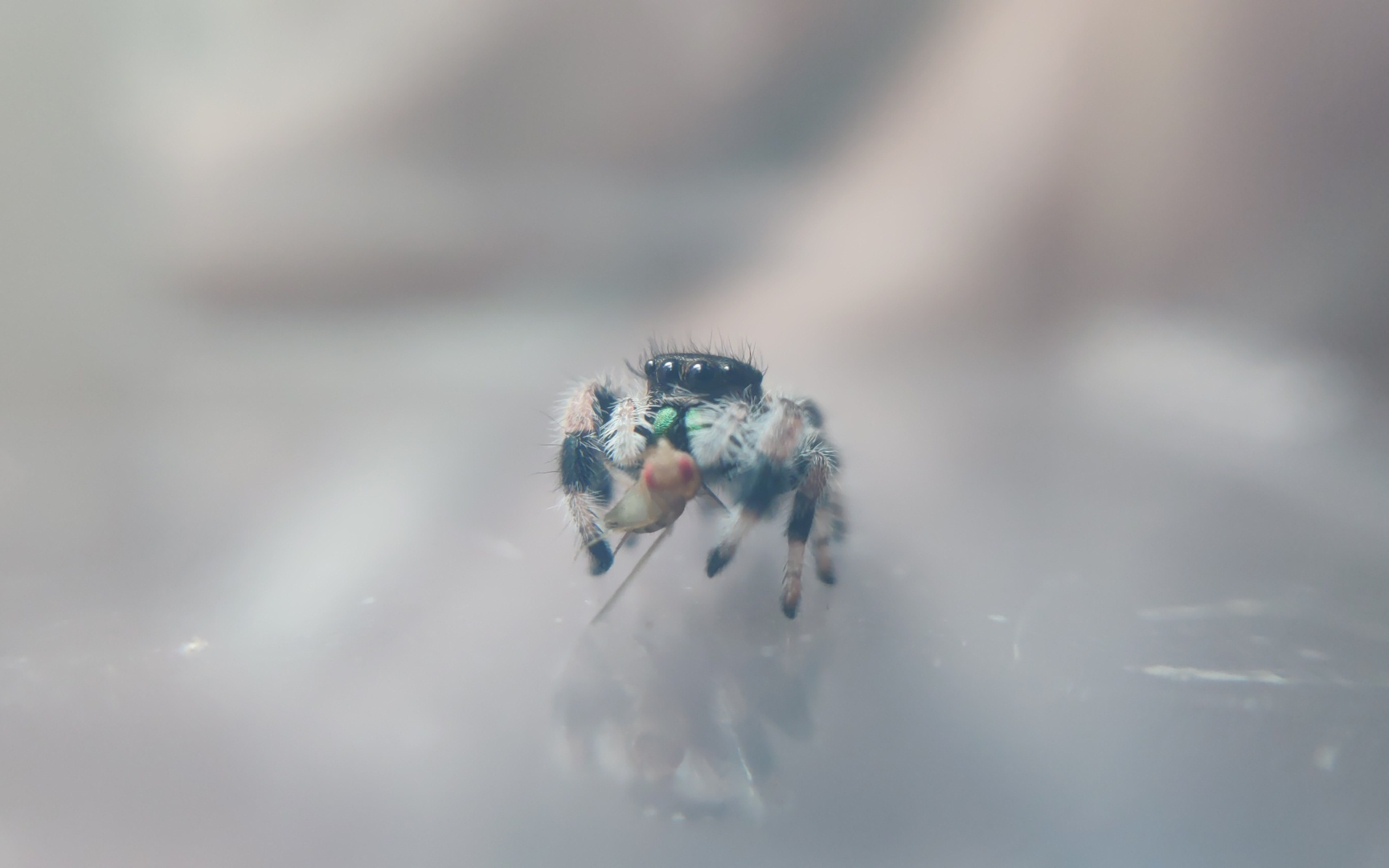 跳蛛吃什么 B站