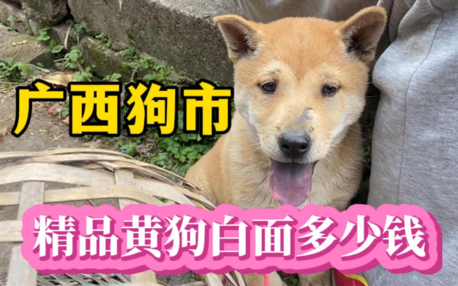 黄狗白面金不换,广西乡镇狗市上,这样的精品黄狗白面要多少钱?