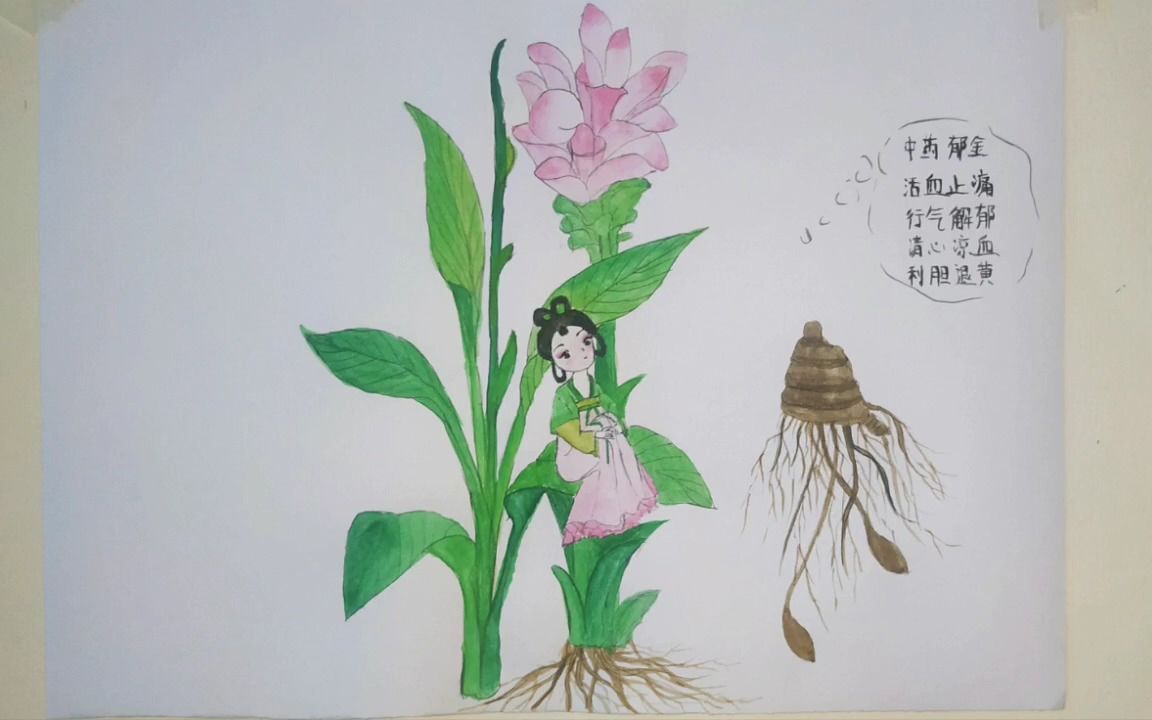 国风手绘,中药拟人—郁金,不是郁金香的郁金哦!草本中药郁金