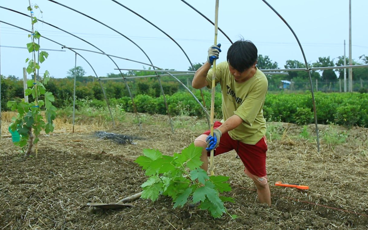 6月还在种葡萄根系不仅很好长势也不差,绝了!花无缺的种植日记5哔哩哔哩bilibili