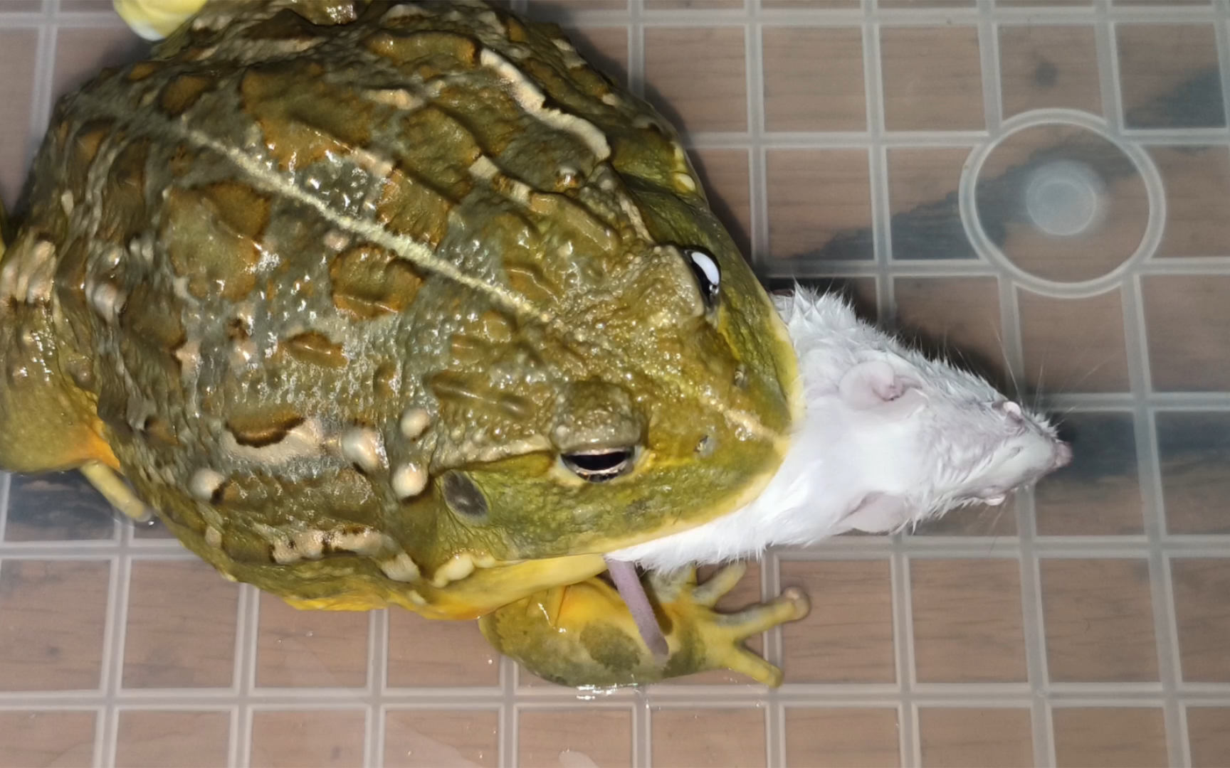 非洲牛蛙吃小白鼠