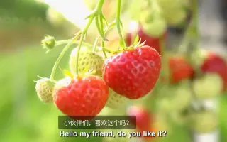 最现代化的草莓种植技术——水培（因为想吃草莓了，所以翻译了这条短视频）