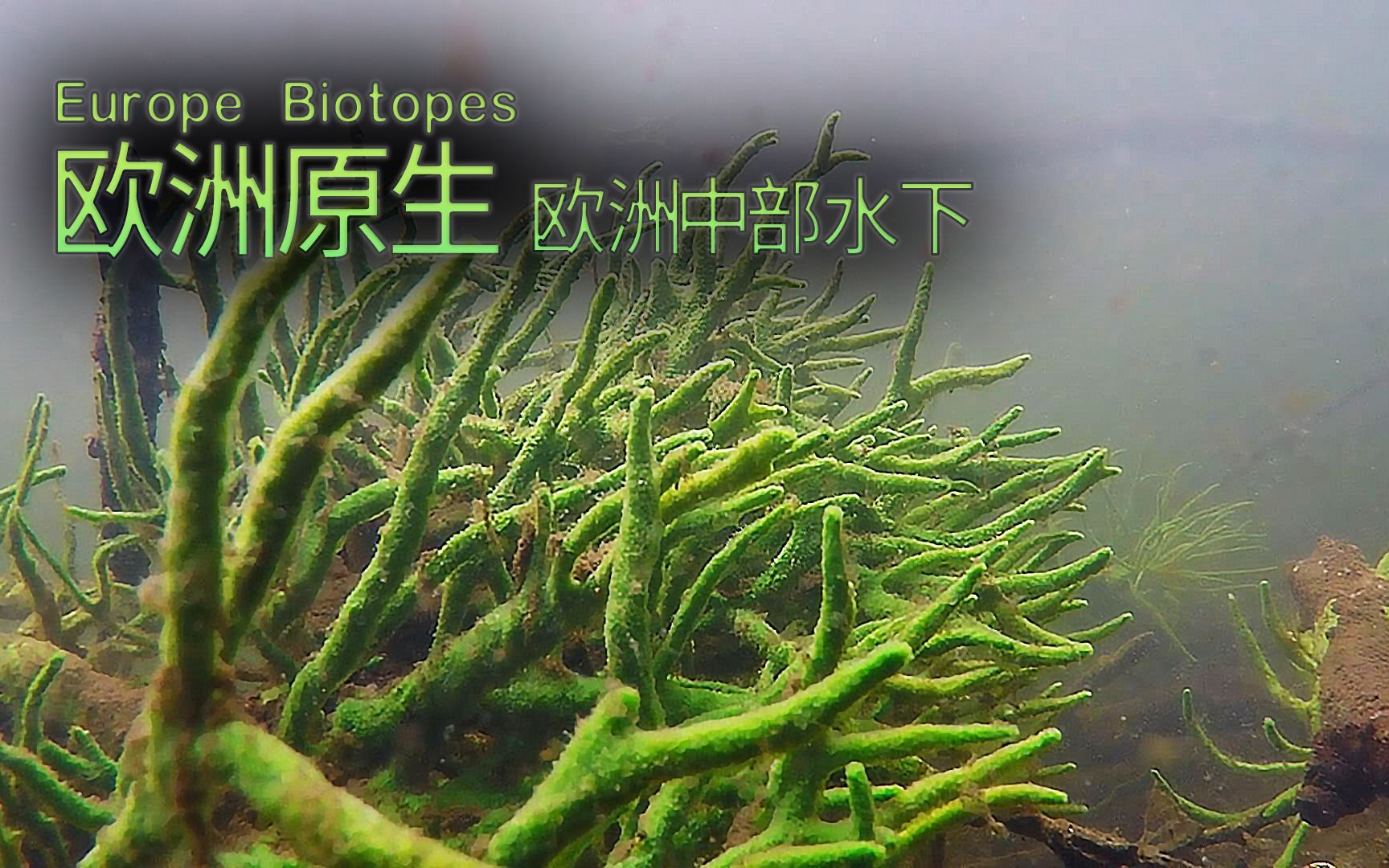 【欧洲原生】(26)淡水针海绵 (spongilla lacustris)